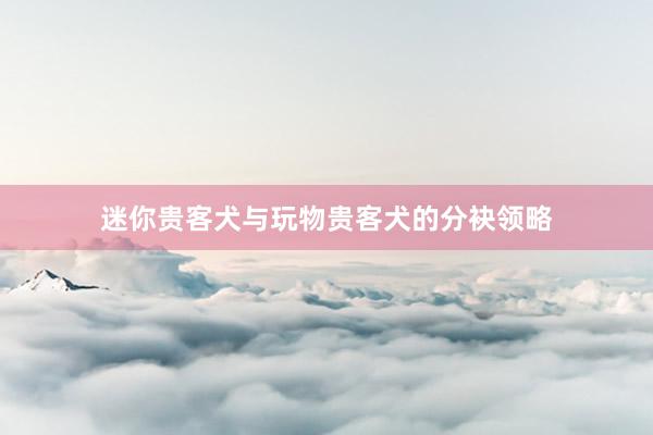 迷你贵客犬与玩物贵客犬的分袂领略